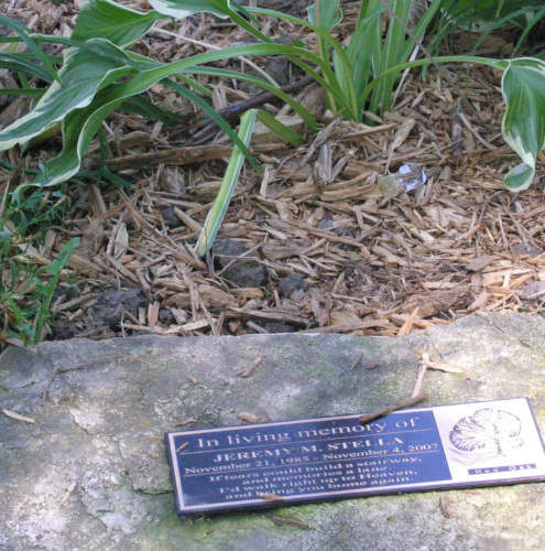 young memorial tree and plaque